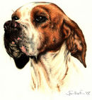 English Pointer